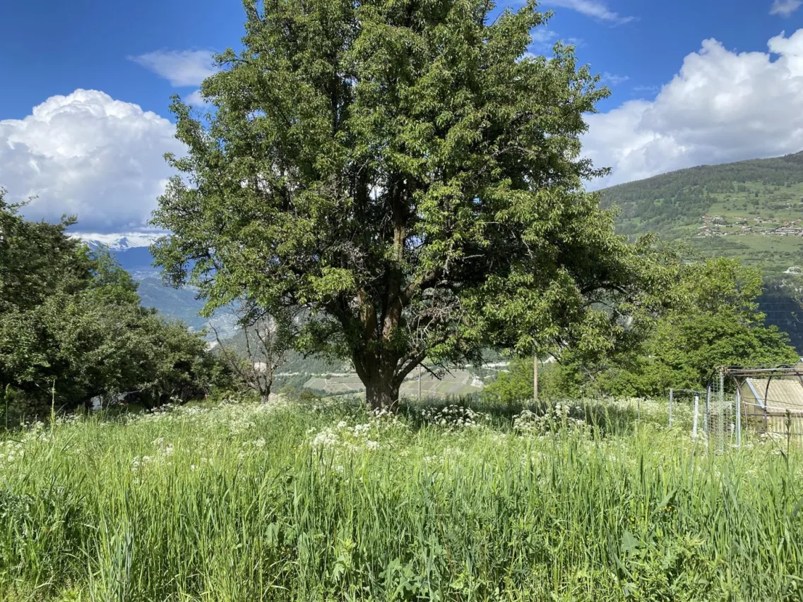 Superbe terrain à bâtir - commune de Vex - rare à la vente