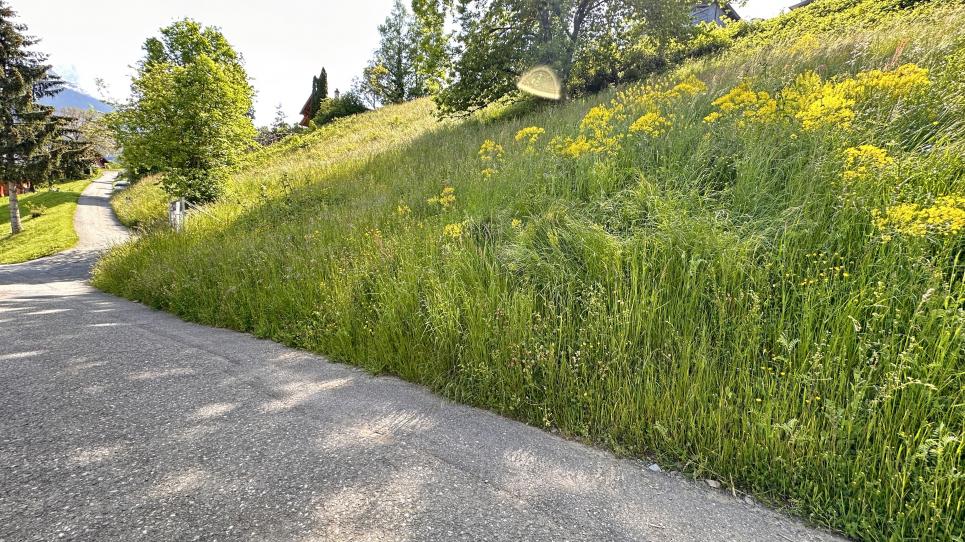 Terrain à Collombey