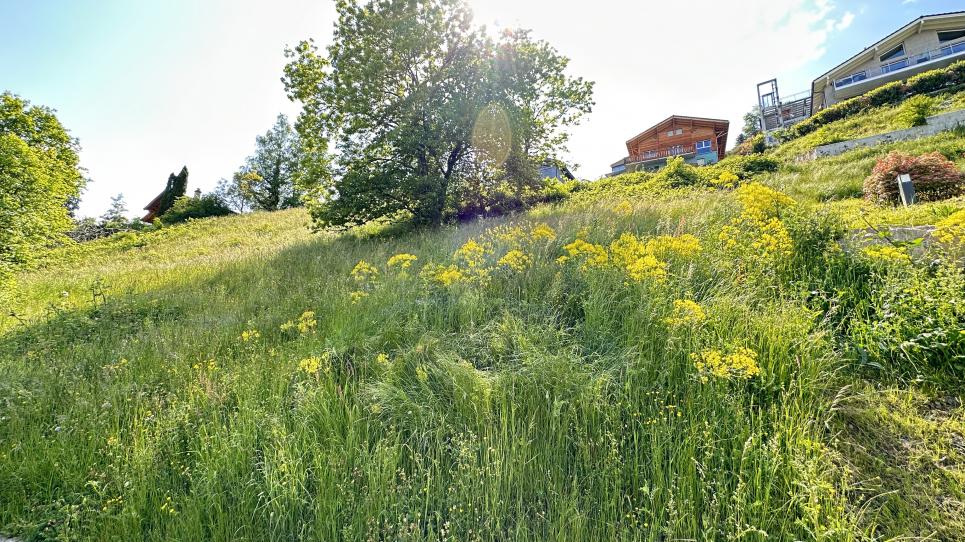 Terrain à Collombey