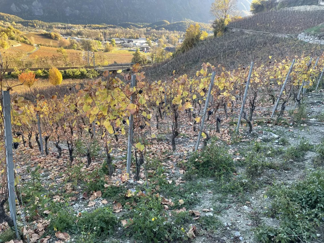 IN MITTEN MALERISCHER WEINBERGE