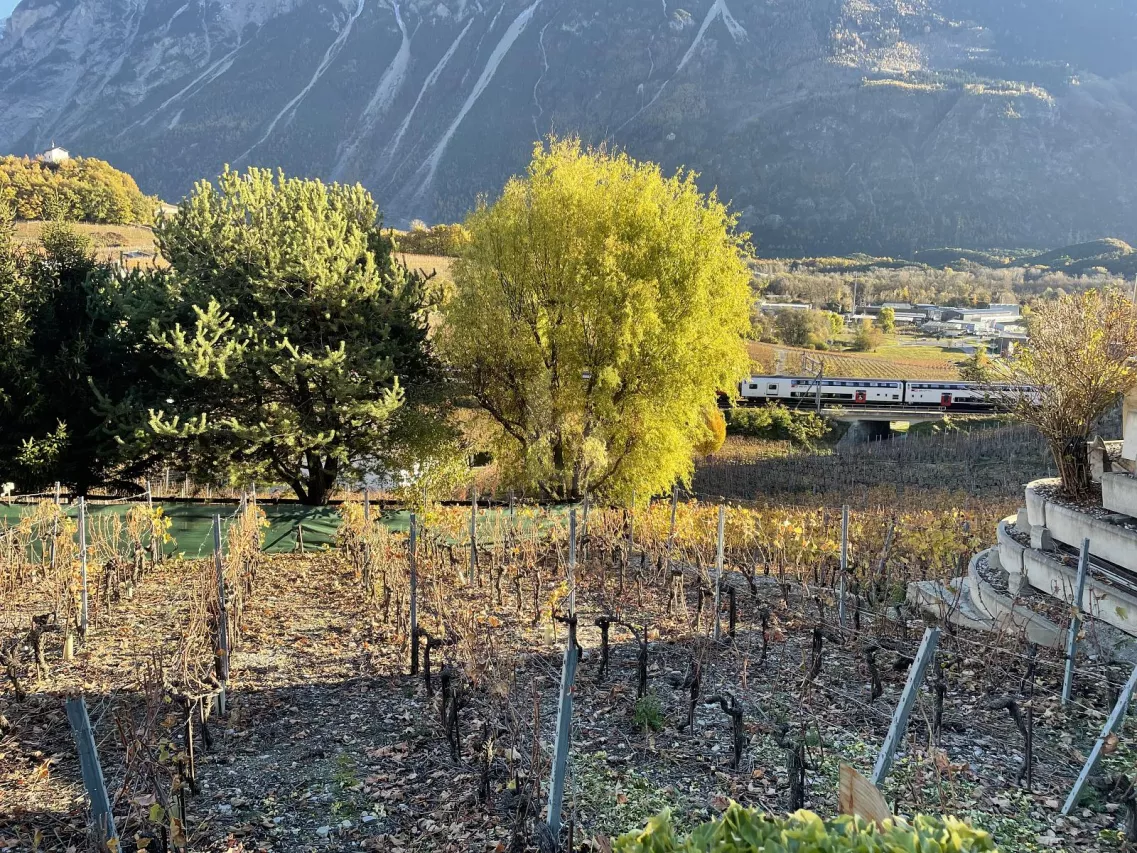 IN MITTEN MALERISCHER WEINBERGE