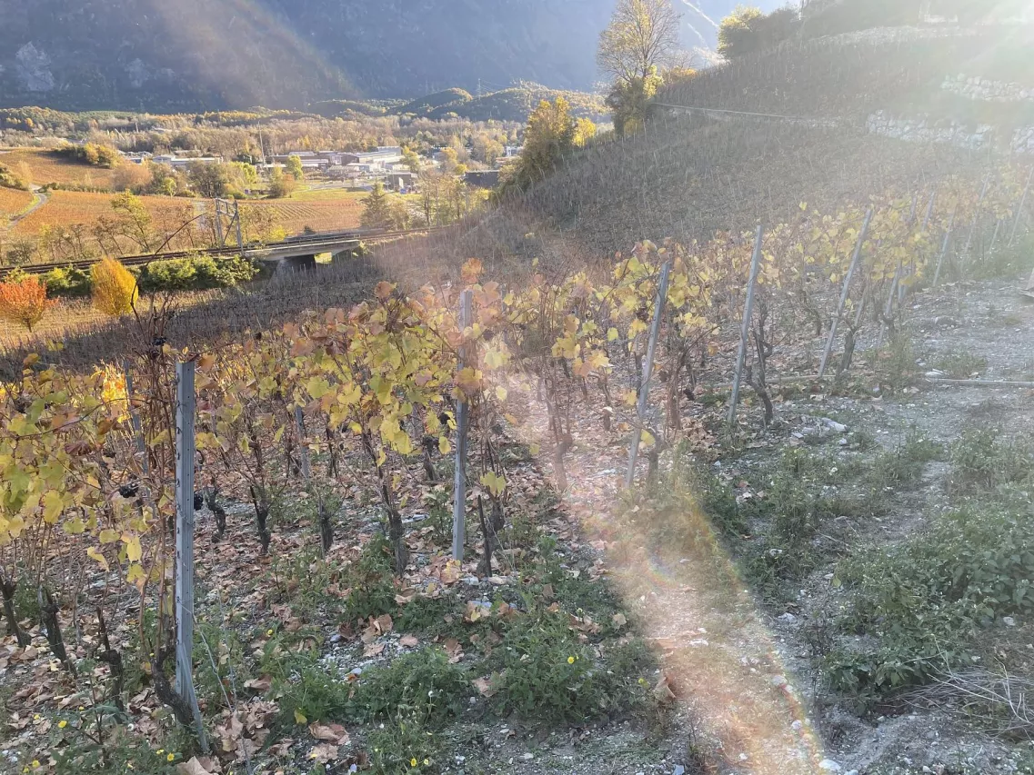 IN MITTEN MALERISCHER WEINBERGE