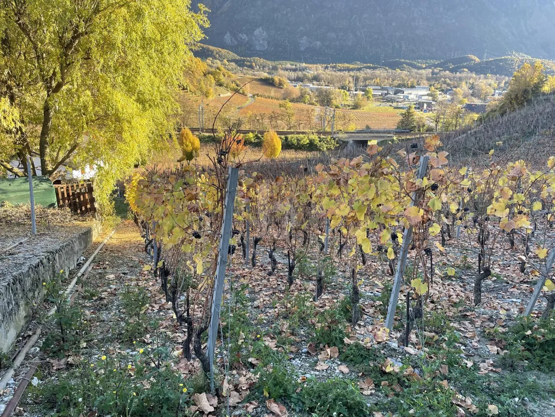 IN MITTEN MALERISCHER WEINBERGE