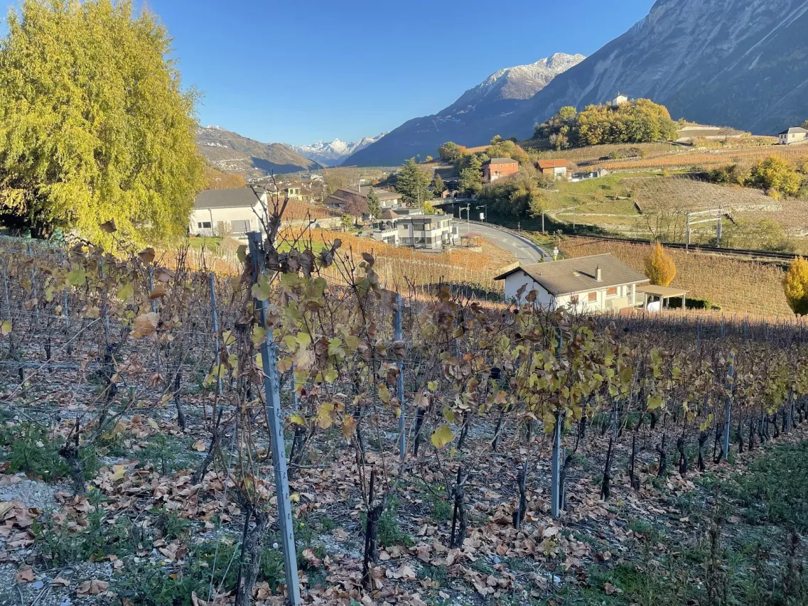 IN MITTEN MALERISCHER WEINBERGE